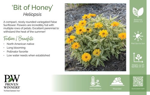 Heliopsis 'Bit of Honey' 11x7" Variety Benchcard