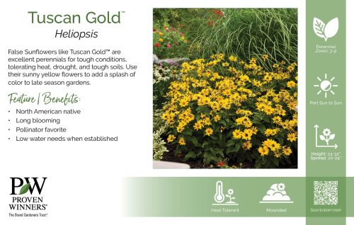 Heliopsis Tuscan Gold™ 11x7" Variety Benchcard