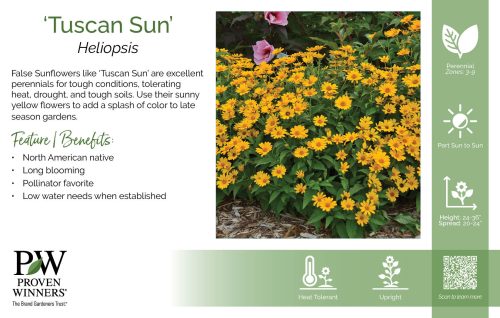 Heliopsis 'Tuscan Sun' 11x7" Variety Benchcard