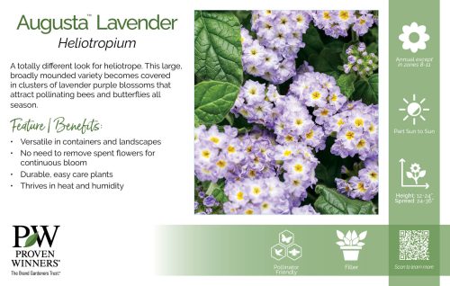 Heliotropium Augusta™ Lavender 11x7" Variety Benchcard