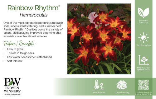 Hemerocallis Rainbow Rhythm® 11x7" Series Benchcard