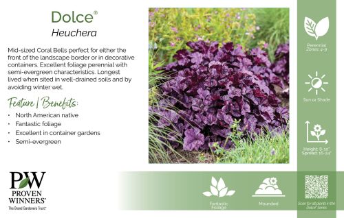 Heuchera Dolce® 11x7" Series Benchcard