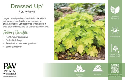 Heuchera Dressed Up® 11x7" Series Benchcard