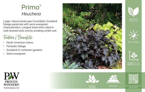 Heuchera Primo® 11x7" Series Benchcard