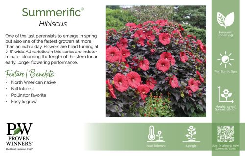 Hibiscus Summerific® 11x7" Series Benchcard