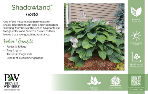 Hosta Shadowland® 11x7" Series Benchcard