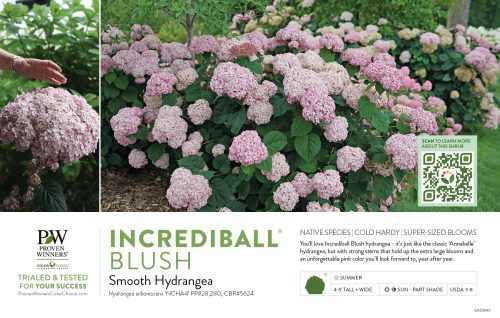 Hydrangea Incrediball® Blush (Smooth Hydrangea) 11x7" Variety Benchcard