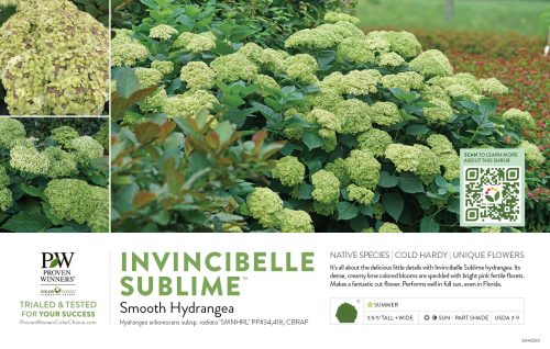 Hydrangea Invincibelle Sublime™ (Smooth Hydrangea) 11x7" Variety Benchcard