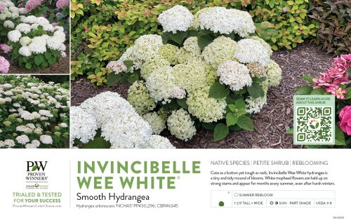 Hydrangea Invincibelle Wee White® (Smooth Hydrangea) 11x7" Variety Benchcard