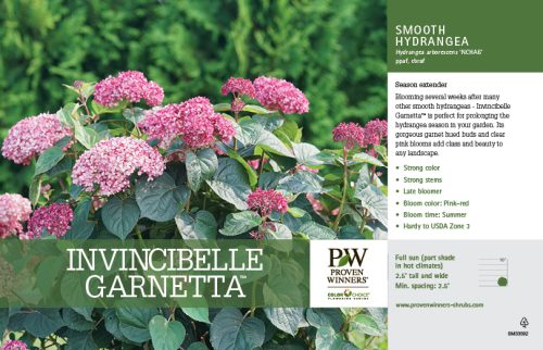 Hydrangea Invincibelle Garnetta™ (Smooth Hydrangea) 11x7" Variety Benchcard