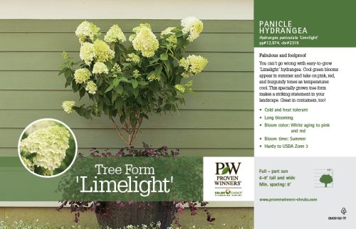 'Hydrangea Tree Form 'Limelight' (Panicle Hydrangea) 11x7" Variety Benchcard