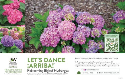 Hydrangea Let's Dance ¬°Arriba!® (Reblooming Hydrangea) 11x7" Variety Benchcard