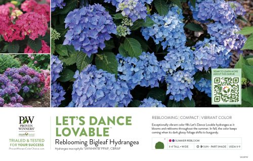 Hydrangea Let's Dance Lovable™ (Reblooming Bigleaf Hydrangea) 11x7" Variety Benchcard