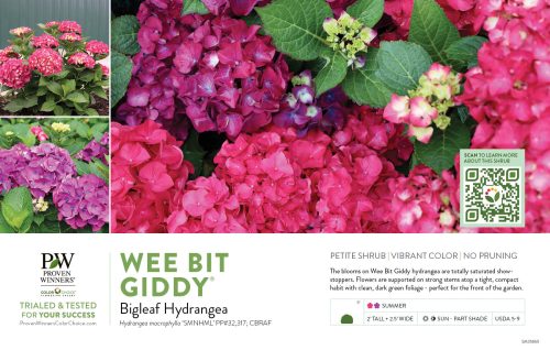 Hydrangea Wee Bit Giddy® (Bigleaf Hydrangea) 11x7" Variety Benchcard