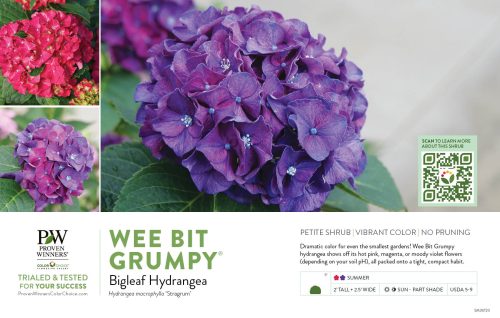 Hydrangea Wee Bit Grumpy® (Bigleaf Hydrangea) 11x7" Variety Benchcard