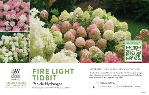 Hydrangea Fire Light Tidbit® (Panicle Hydrangea) 11x7" Variety Benchcard