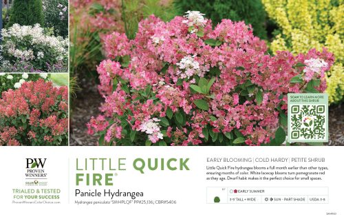 Hydrangea Little Quick Fire® (Panicle Hydrangea) 11x7" Variety Benchcard