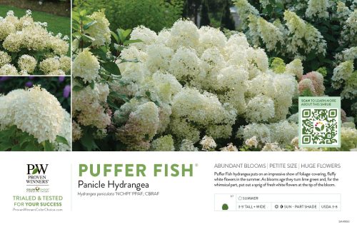 Hydrangea Puffer Fish® (Panicle Hydrangea) 11x7" Variety Benchcard