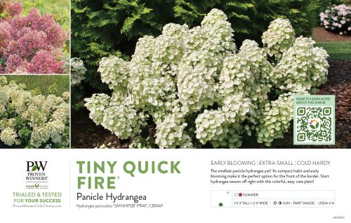 Hydrangea Tiny Quick Fire® (Panicle Hydrangea) 11x7" Variety Benchcard