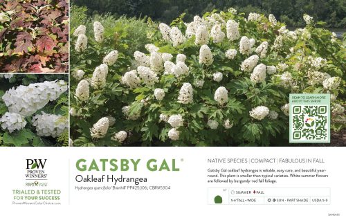 Hydrangea Gatsby Gal® (Oakleaf Hydrangea) 11x7" Variety Benchcard