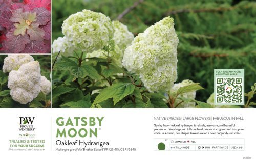 Hydrangea Gatsby Moon® (Oakleaf Hydrangea) 11x7" Variety Benchcard