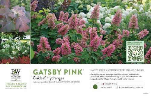 Hydrangea Gatsby Pink® (Oakleaf hydrangea) 11x7" Variety Benchcard