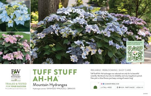 Hydrangea Tuff Stuff Ah-Ha!® (Mountain Hydrangea) 11x7" Variety Benchcard