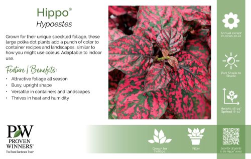 Hypoestes Hippo® 11x7" Series Benchcard