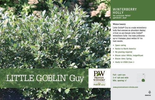 Ilex verticillata Little Goblin® Guy (Winterberry Holly) 11x7" Variety Benchcard