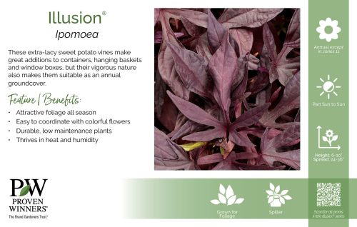 Ipomoea Illusion® 11x7" Series Benchcard