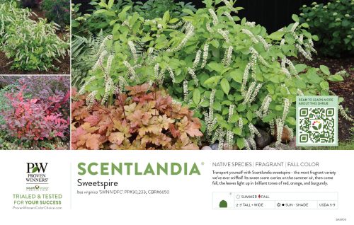 Itea Scentlandia® (Sweetspire) 11x7" Variety Benchcard