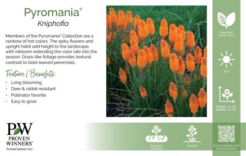 Kniphofia Pyromania® 11x7" Series Benchcard