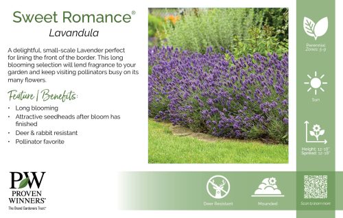 Lavandula Sweet Romance® 11x7" Variety Benchcard