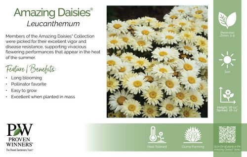 Leucanthemum Amazing Daisies® 11x7" Series Benchcard