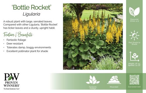 Ligularia 'Bottle Rocket' 11x7" Variety Benchcard