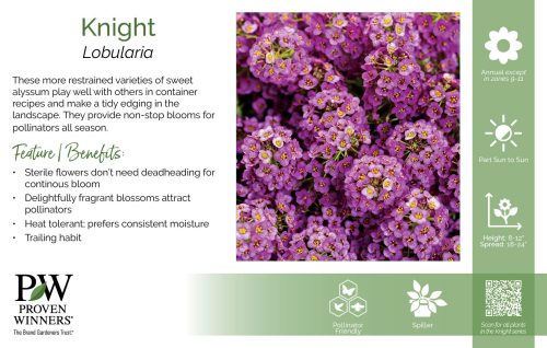 Lobularia Knight 11x7" Series Benchcard