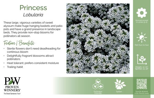 Lobularia Princess 11x7" Series Benchcard