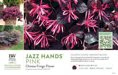 Loropetalum Jazz Hands® Pink (Chinese fringe-flower) 11x7" Variety Benchcard