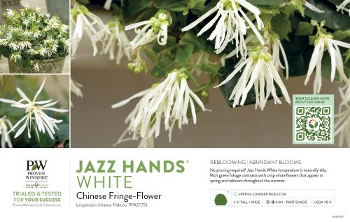 Loropetalum Jazz Hands® White (Chinese fringe-flower) 11x7" Variety Benchcard