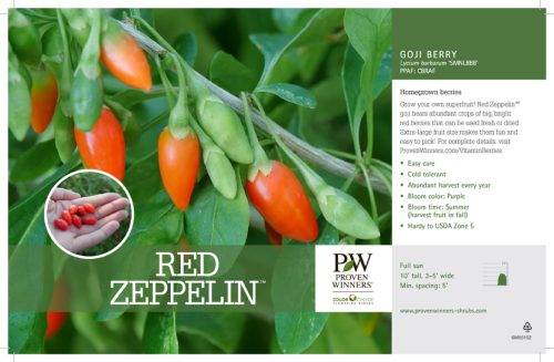 Lycium Red Zeppelin™ (Goji) 11x7" Variety Benchcard