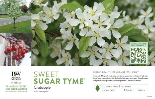 Malus Sweet Sugar Tyme® (Crabapple) 11x7" Variety Benchcard