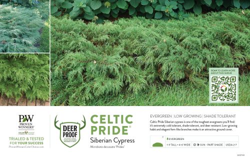 Microbiota Celtic Pride® (Siberian Cypress) 11x7" Variety Benchcard