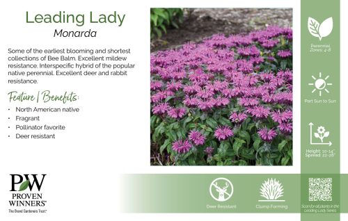 Monarda 'Leading Lady 11x7" Series Benchcard