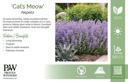 Nepeta 'Cat's Meow' 11x7" Variety Benchcard