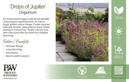 Origanum 'Drops of Jupiter' 11x7" Variety Benchcard