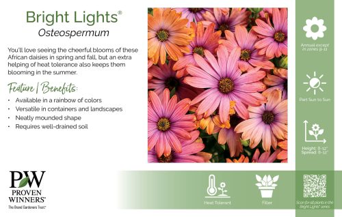 Osteospermum Bright Lights® 11x7" Series Benchcard