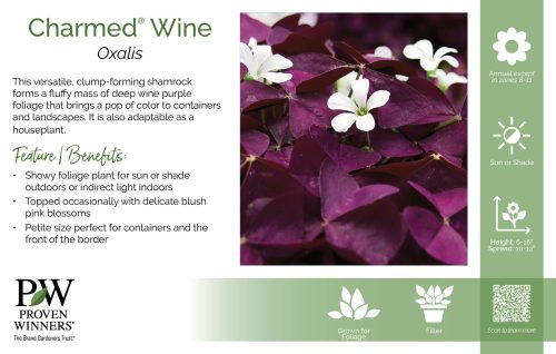 Oxalis Charmed® Wine 11x7" Variety Benchcard