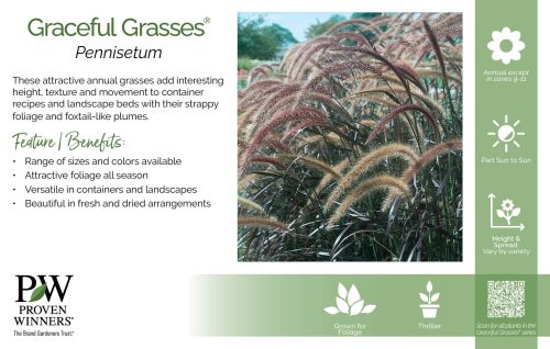 Pennisetum Graceful Grasses® 11x7" Series Benchcard