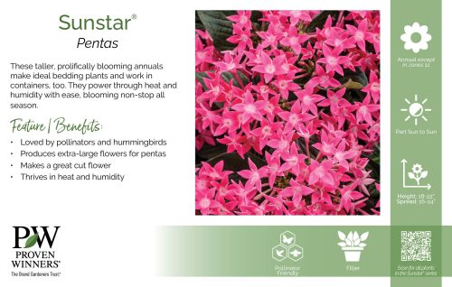 Pentas Sunstar® 11x7" Series Benchcard