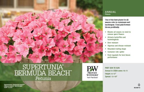 Petunia Supertunia® Bermuda Beach™ 11x7" Variety Benchcard